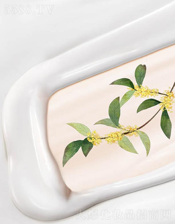 ANCORS��͸�����˪